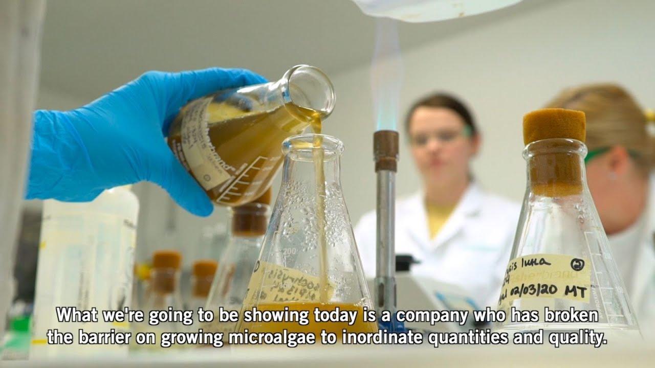 ALGAFEED</br> INNOVATION IN AQUACULTURE</br> Institutional